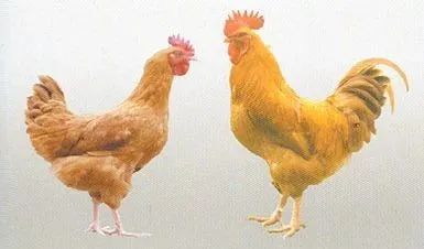 ͼƬ