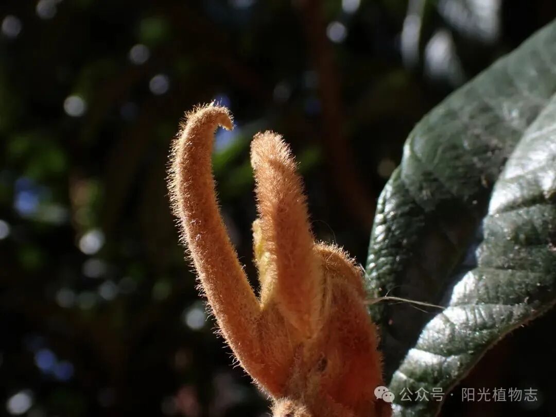 图源:阳光植物志每朵雌花具有四片卵形的小苞片雌花序则单生叶腋杨梅