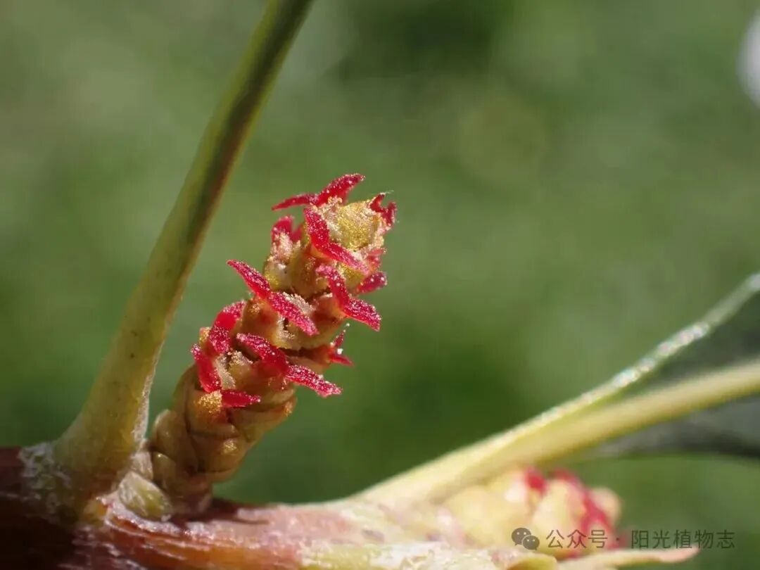 雄花序单生或数序簇生叶腋,圆柱状杨梅树分雌雄杨梅花开.