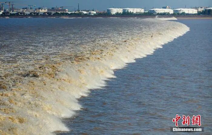 钱塘江里到底有多少种鱼?江水是咸是淡?快来水底凑热闹!-中国新闻网-