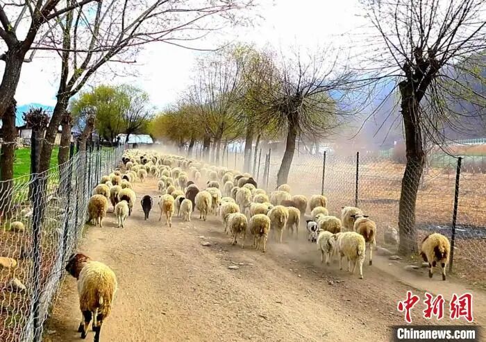 资料图。德吉　摄