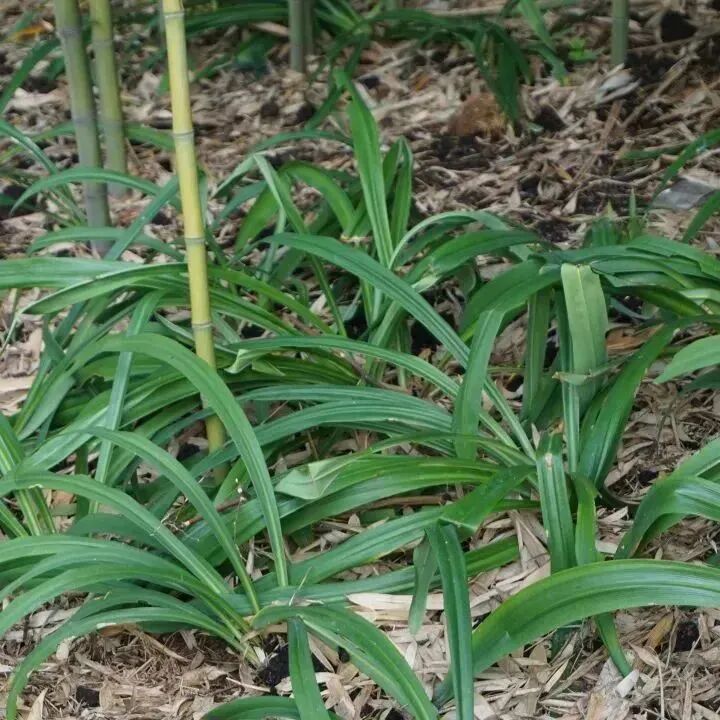 太鲜美年轻人爱上春日打野已成为踏青首选