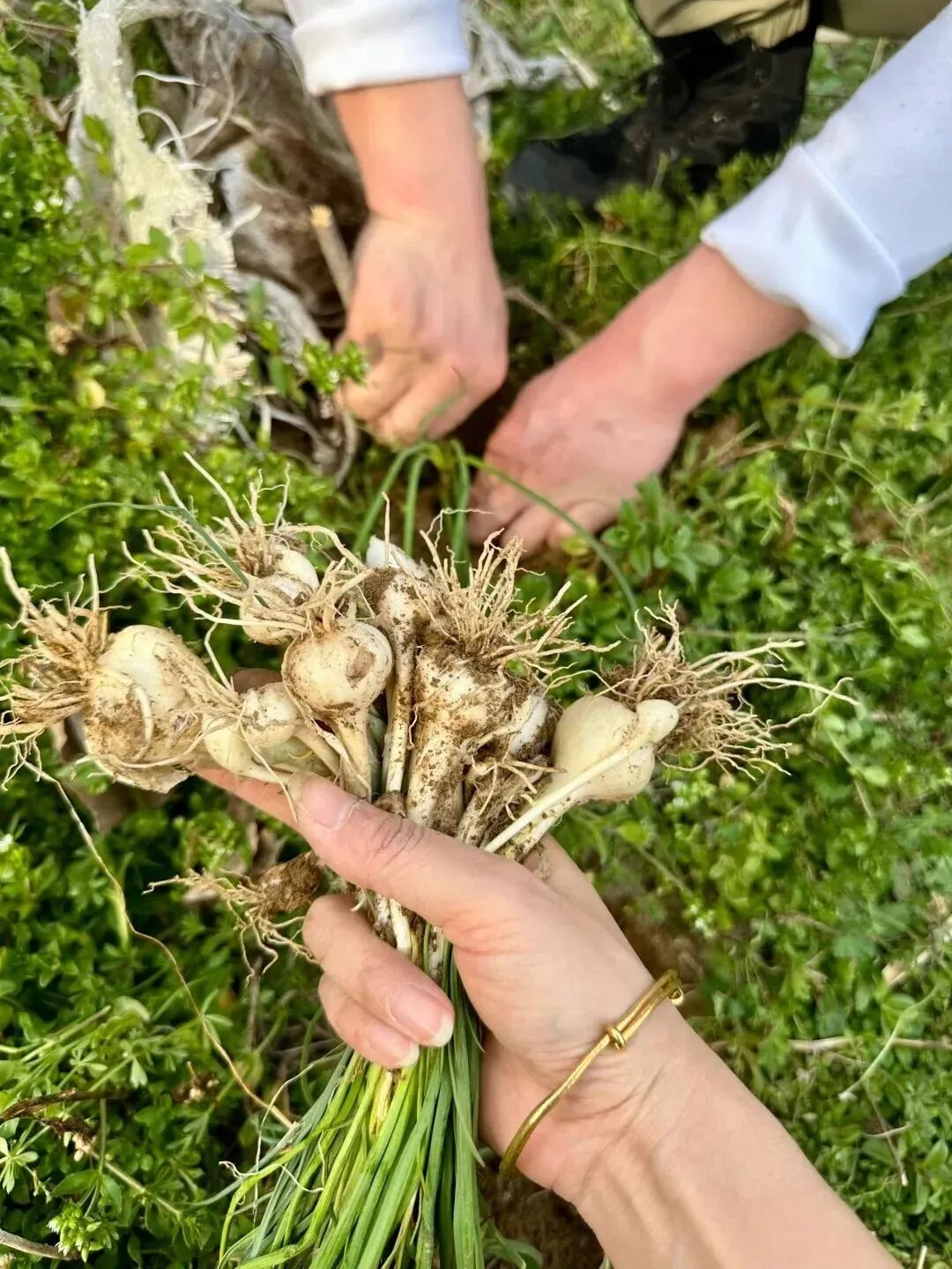 的餐饮佐料,维生素c,磷的含量较高,有增进食欲,防止心血管病等功效