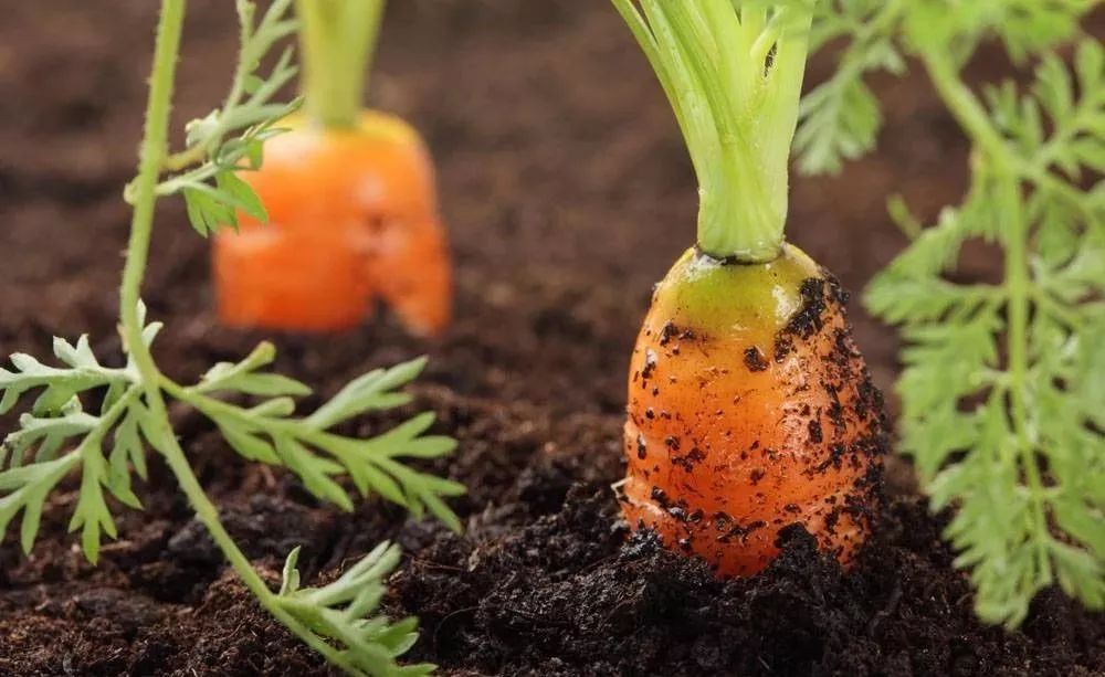 土壤健康有多重要？澳政府投资上亿改善土壤质量！