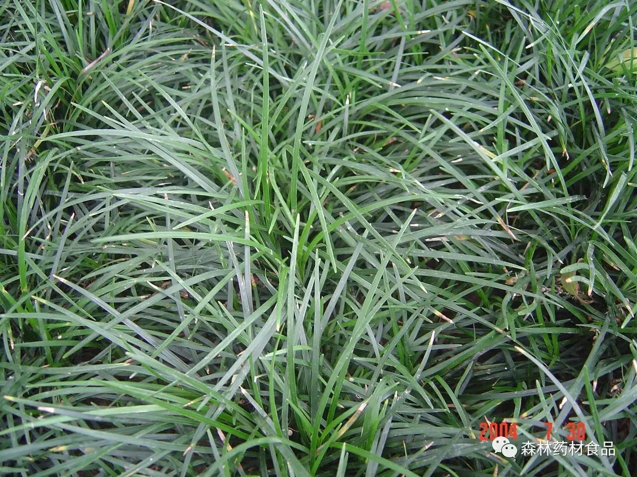 部分适宜林下套种的耐阴药用植物