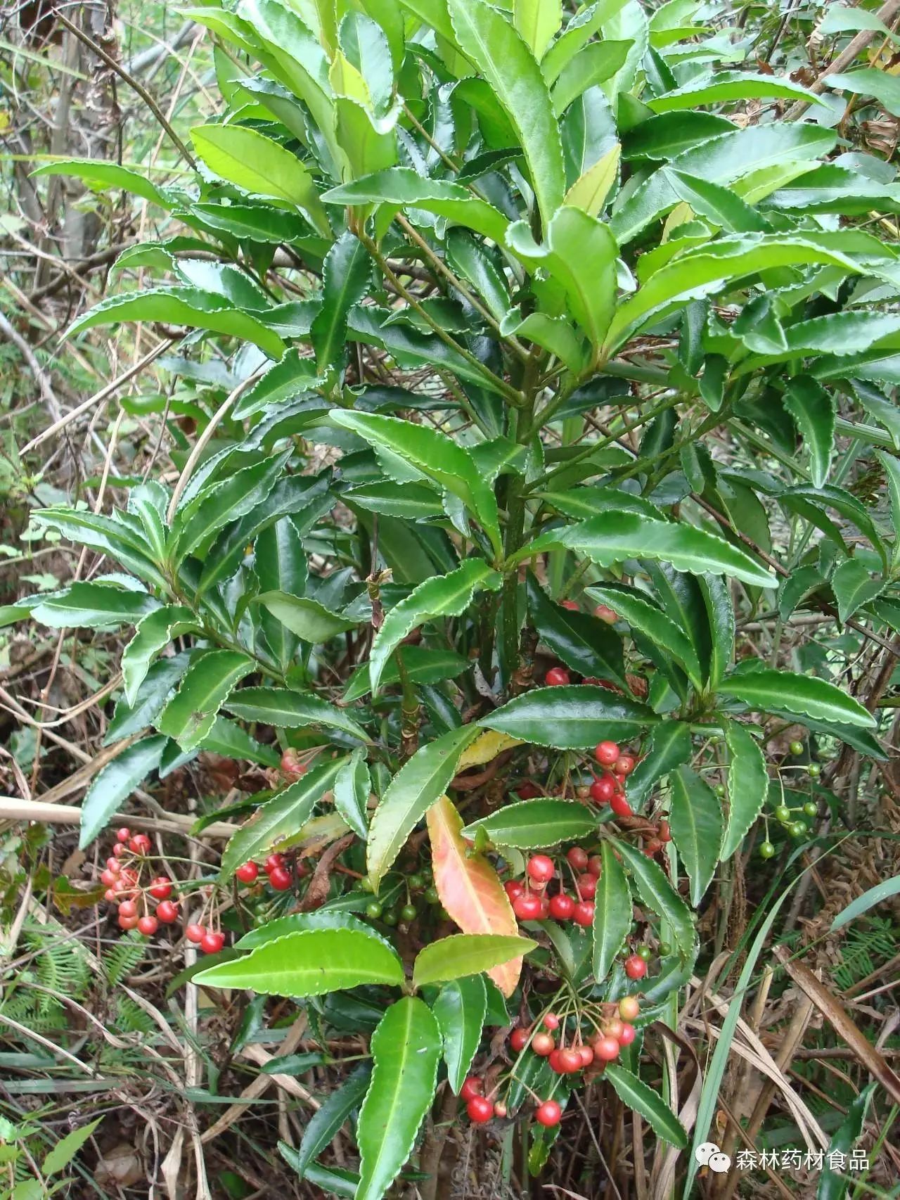 部分適宜林下套種的耐陰藥用植物