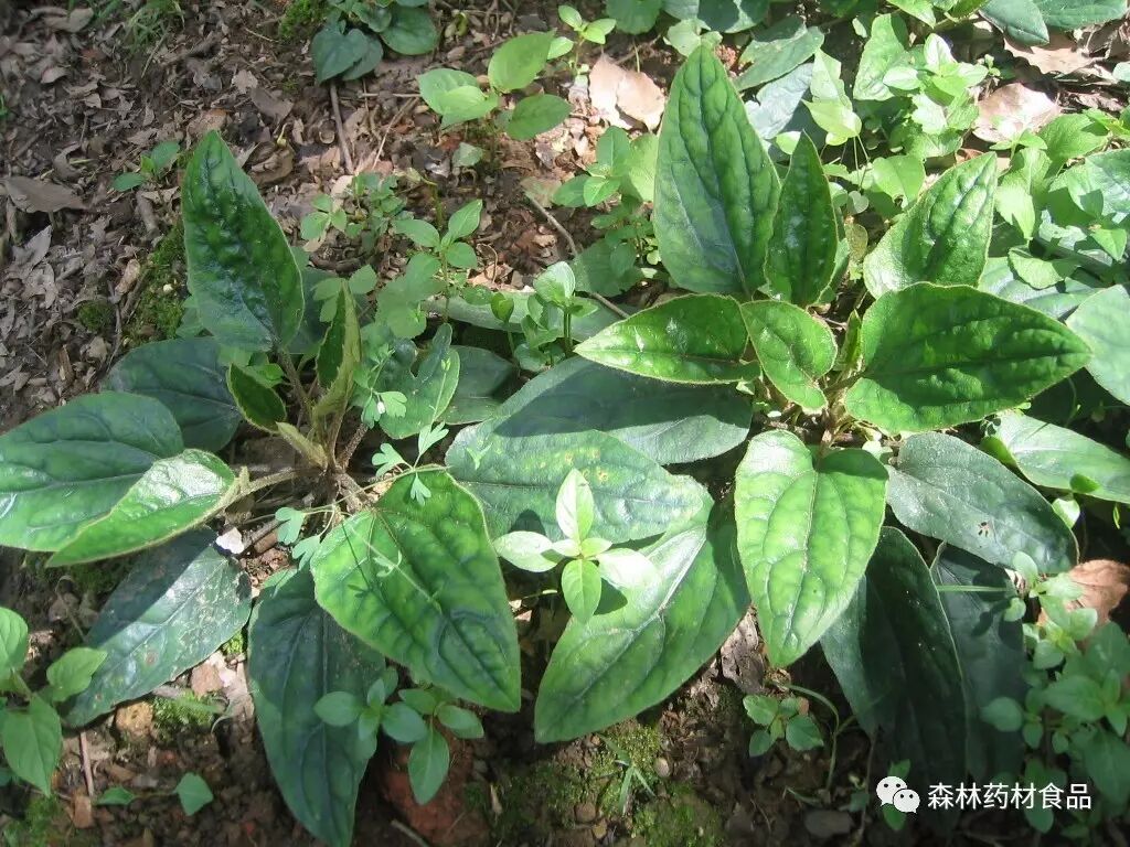 三叶青植物拉丁名:三叶崖爬藤tetrastigma hemsleyanumdiels et gilg