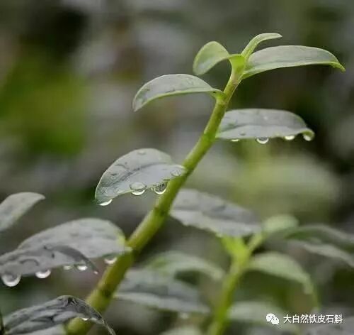 清水煮一宝，补气血、降三高滋阴养颜...