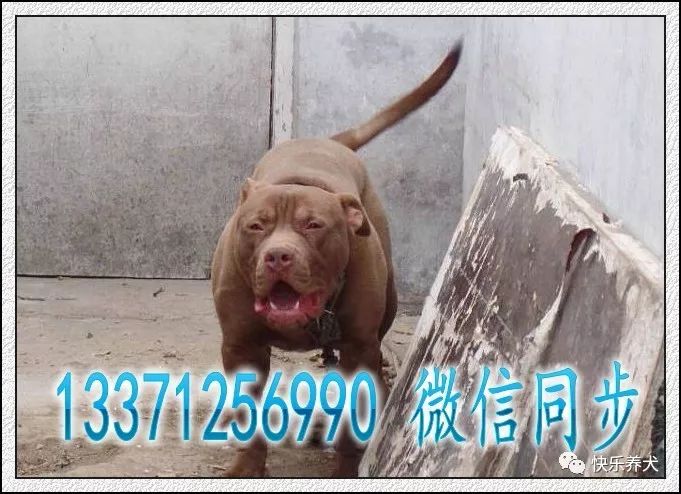 警惕给比特犬吃的食物危害 快乐养犬 微信公众号文章阅读 Wemp