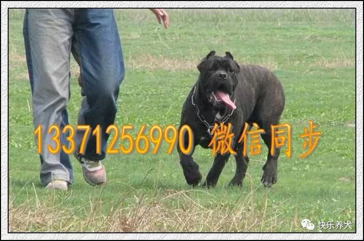 能喂食卡斯罗犬吃骨头吗 卡斯罗犬喂养方法 快乐养犬 微信公众号文章阅读 Wemp