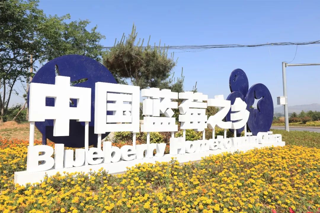 5万余亩,素有"中国蓝莓之乡"的美誉,陈疃蓝莓已然成为这个小镇的"名