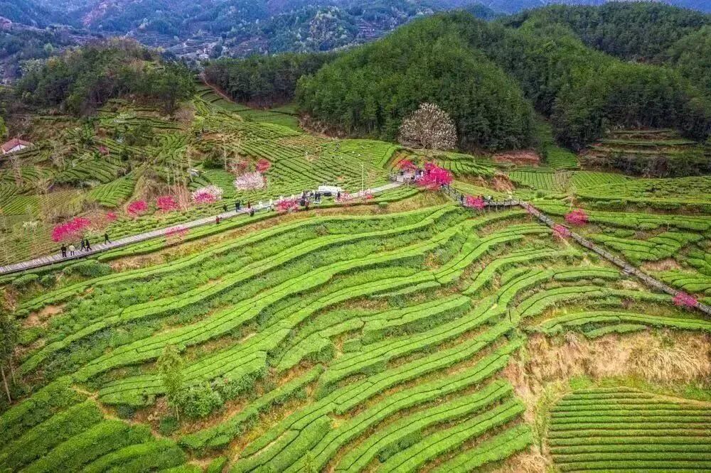 赏茶香春景品黄冈香茗清明假期去英山踏春赏绿闲采春茶
