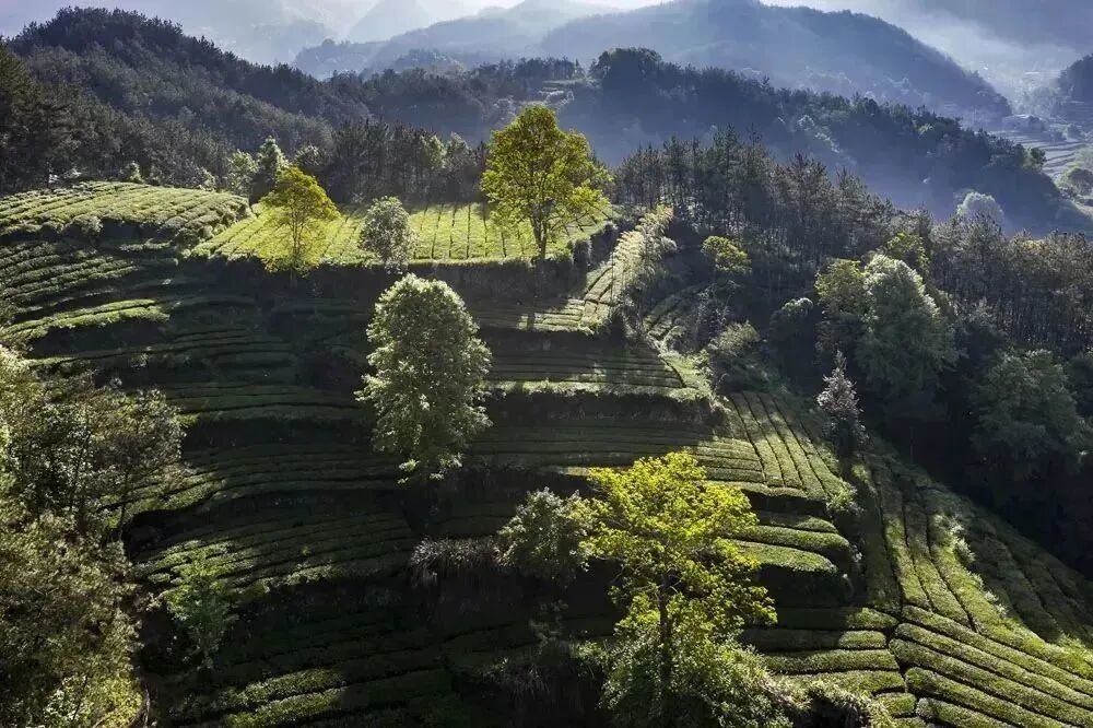 赏茶香春景品黄冈香茗清明假期去英山踏春赏绿闲采春茶