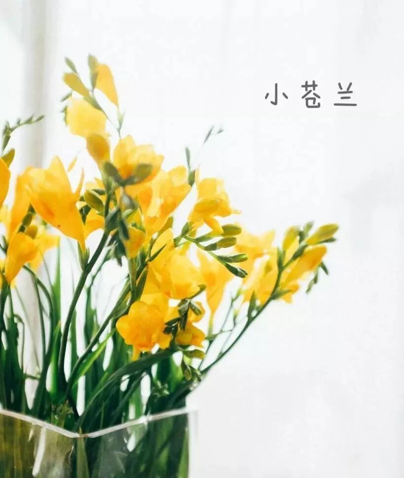 婚礼常见花材大汇总 值得收藏 最新花艺视频教程 微信公众号文章阅读 Wemp