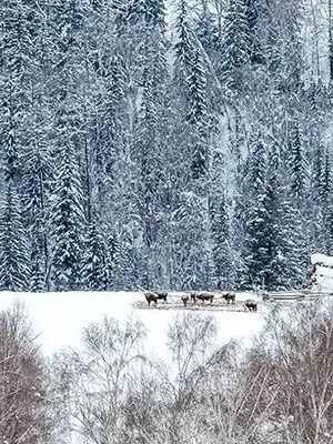 超准紫微命盘免费命格_紫薇命盘免费测试_紫薇命盘免费详解