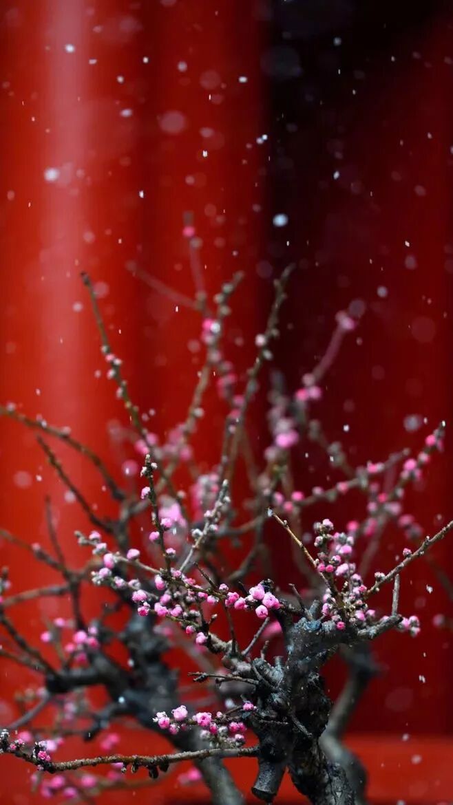 紫薇命盘免费测试_紫微免费命盘详解_紫薇命盘免费详解