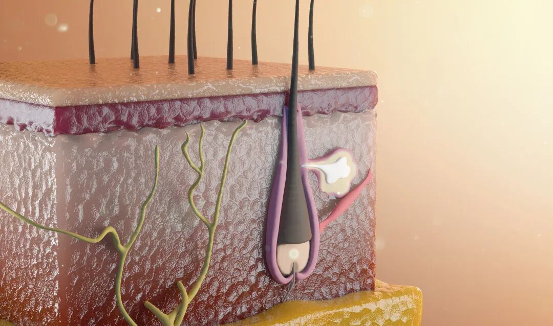 科普 ▏毛囊干细胞,拯救"头"等大事!_新北辰集团