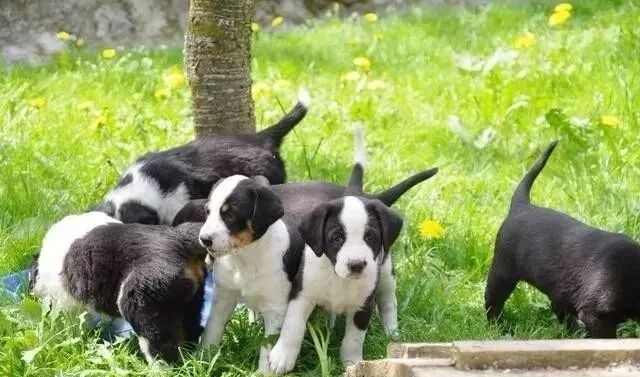 一月内家中连丧五命，他崩溃问天，哪知竟是因此“小事”遭了报应！-图片1