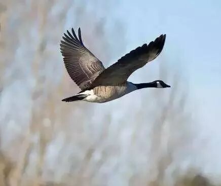 一候 雁北乡 候鸟中大雁是顺阴阳而迁移,此时阳气已动,所以大雁开始