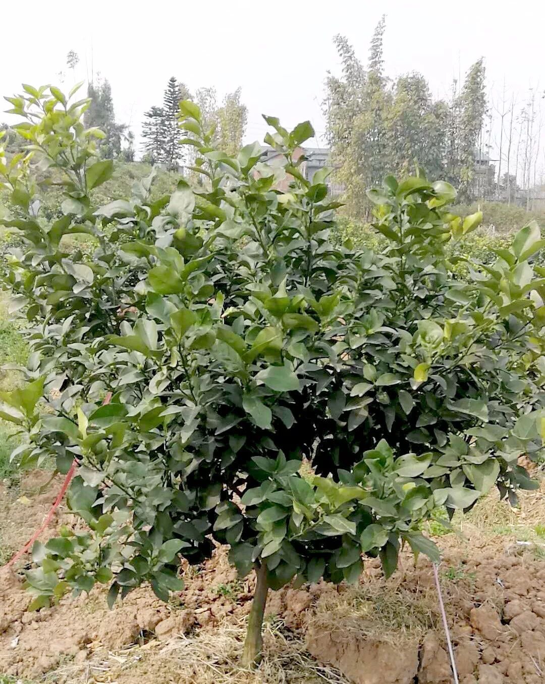 金秋砂糖桔 四月防护管理 四川盛世佳禾农业开发有限公司