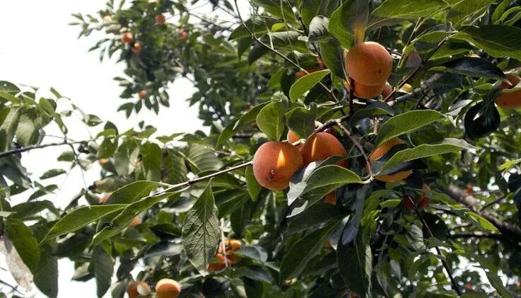 上市季 如何做好柿子的销售