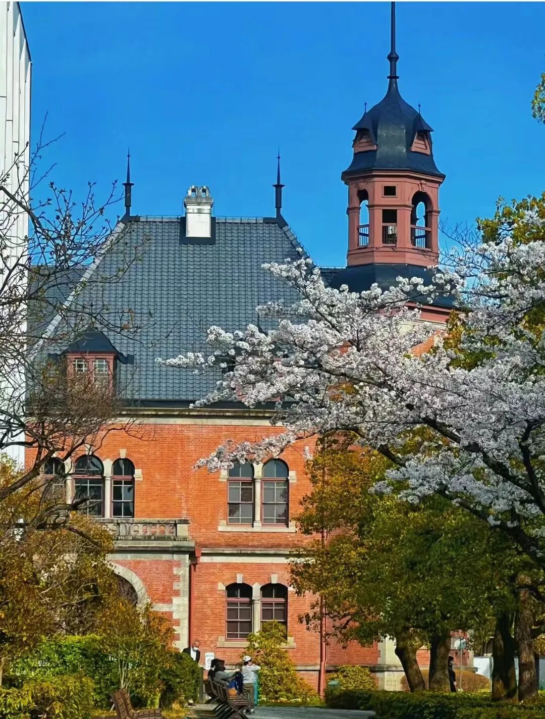 日本大学校园里的诗与花