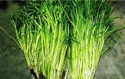 【寻找太湖山里的宝贝第9期】农村随处可见的一种野菜,农民喂猪,城里