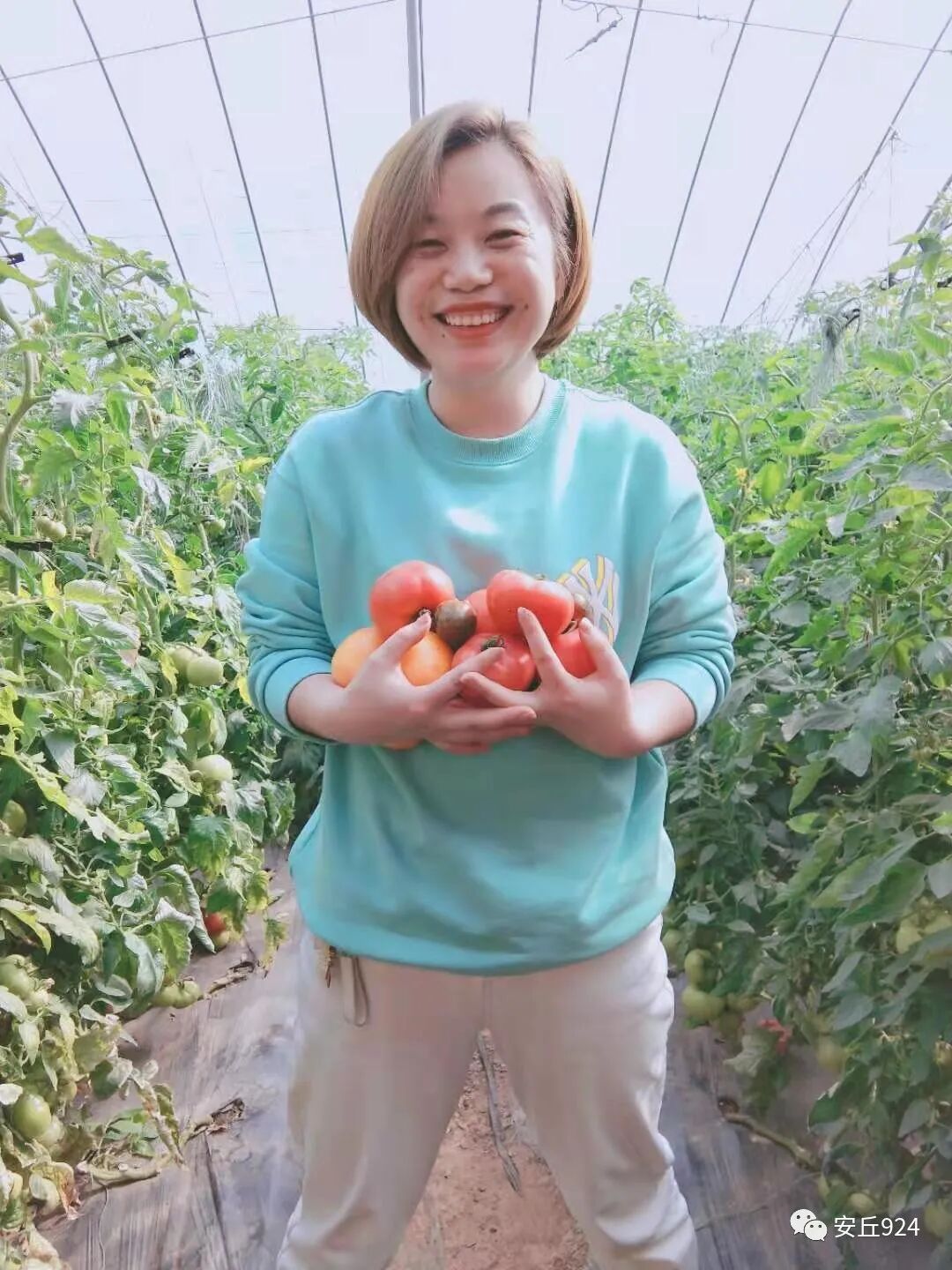 普罗旺斯西红柿简介产地_普罗旺斯西红柿简介展板_普罗旺斯西红柿简介