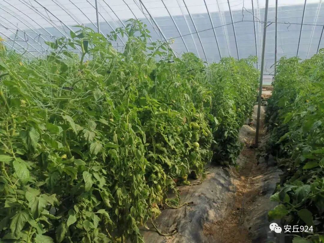 普罗旺斯西红柿简介_普罗旺斯西红柿简介展板_普罗旺斯西红柿简介产地