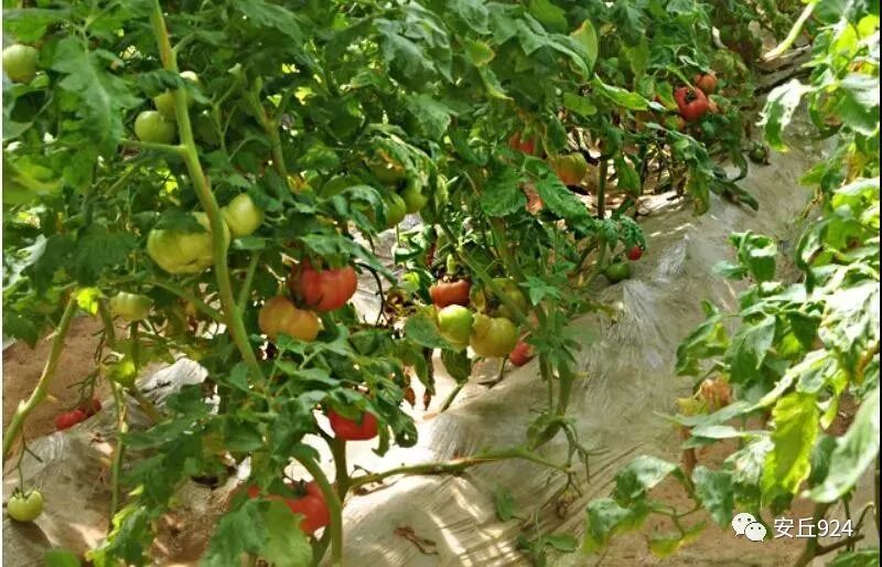 普罗旺斯西红柿简介展板_普罗旺斯西红柿简介产地_普罗旺斯西红柿简介