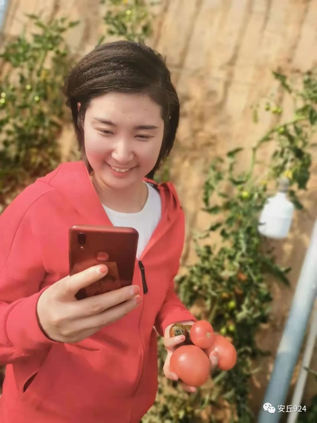 普罗旺斯西红柿简介展板_普罗旺斯西红柿简介_普罗旺斯西红柿简介产地