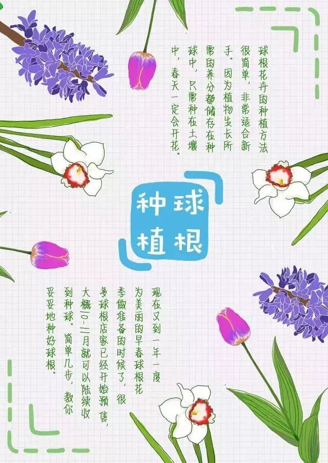 花也学堂 球根花卉第一讲 全套种植攻略来啦 花也后花园 微信公众号文章阅读 Wemp
