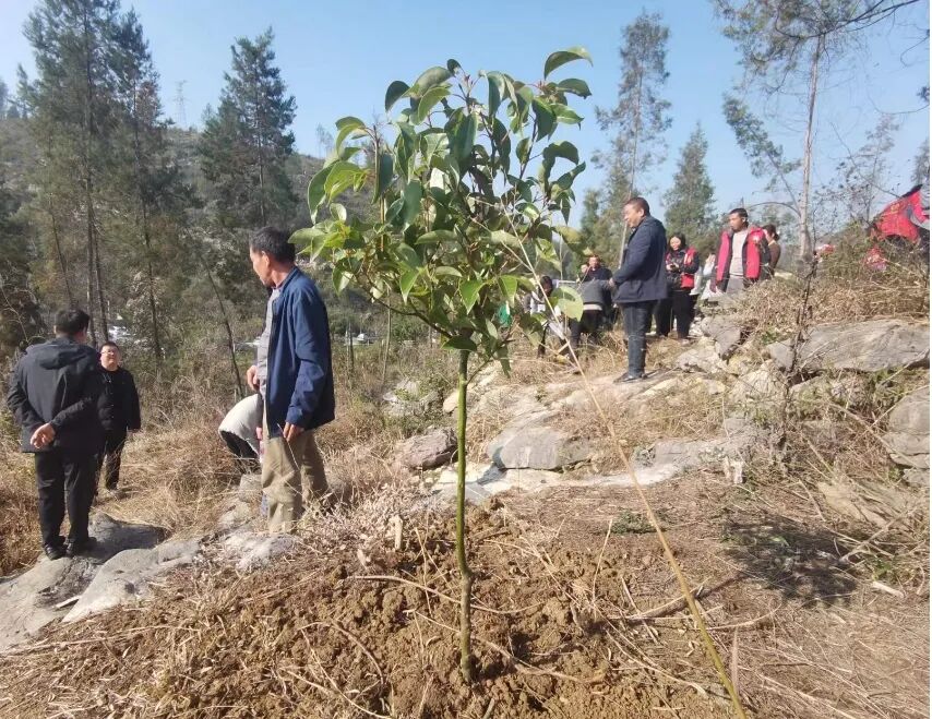 义务植树催新绿文明实践创新风孙家坝镇开展2024年义务植树活动