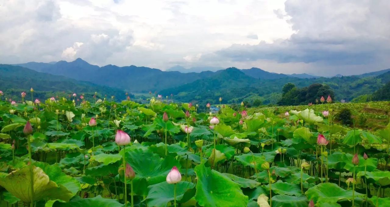 花海骑行本周日建宁即将拉开战幕丰富莲乡特色活动抢先一睹为快