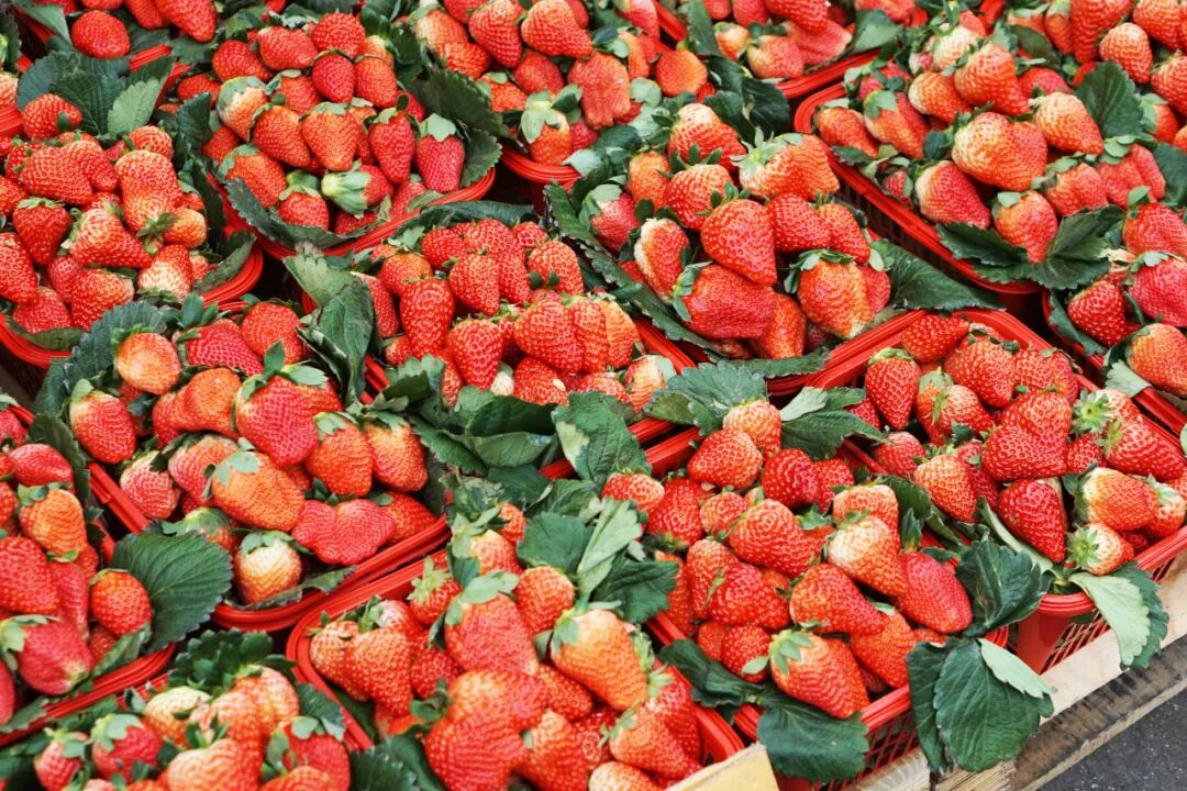 买苹果6s还是买苹果7_苹果6跟苹果6s买哪个好_金皮苹果在哪买