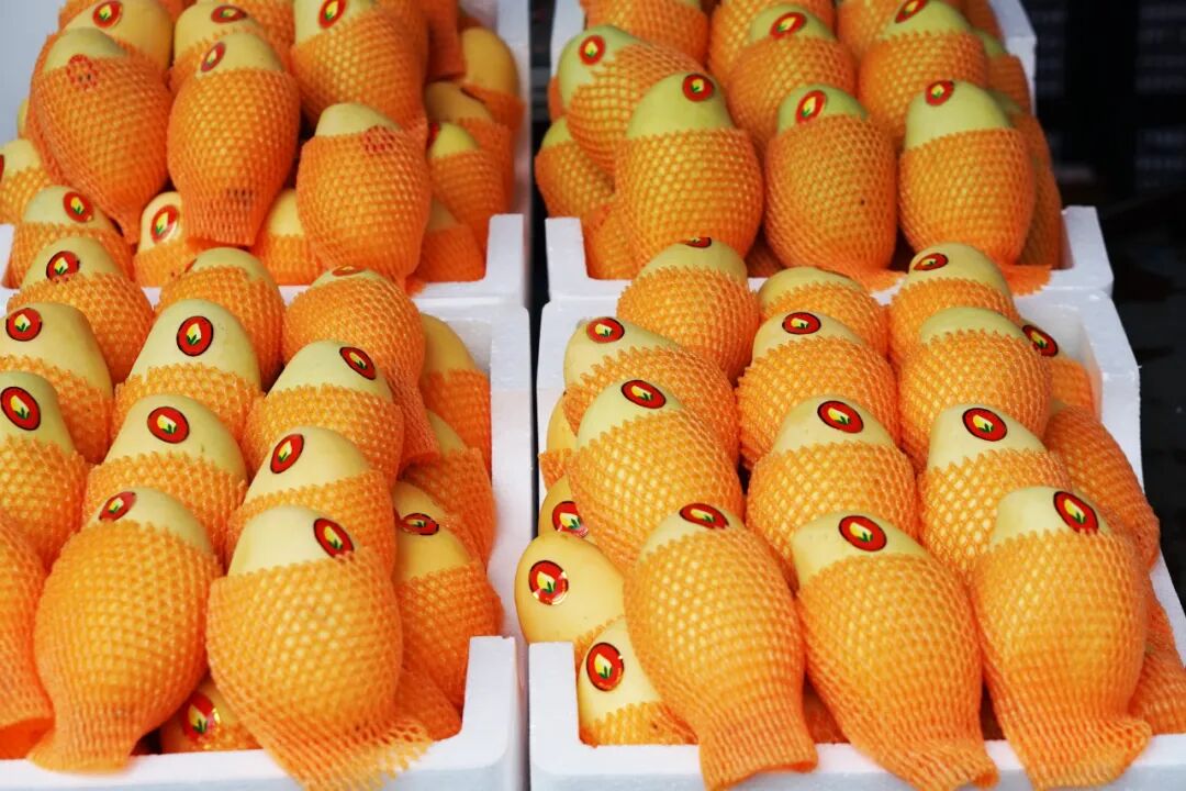 买苹果6s还是买苹果7_苹果6跟苹果6s买哪个好_金皮苹果在哪买