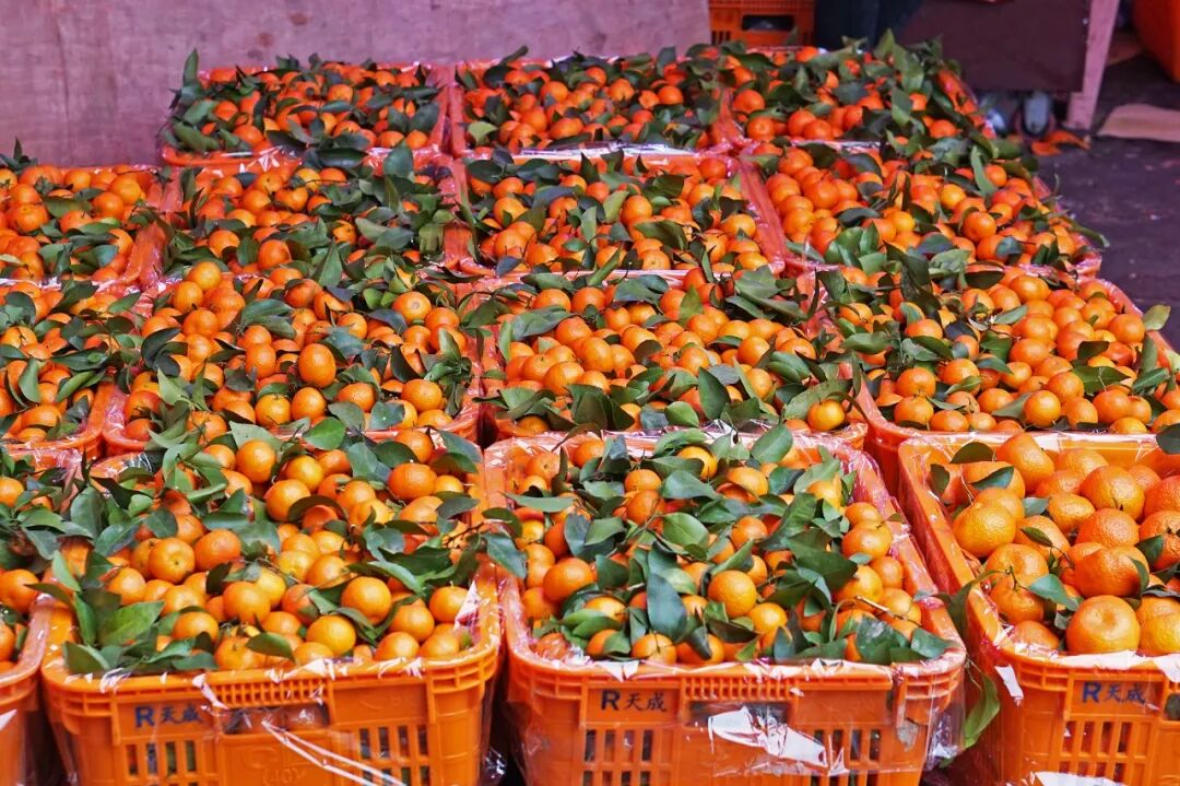 苹果6跟苹果6s买哪个好_金皮苹果在哪买_买苹果6s还是买苹果7