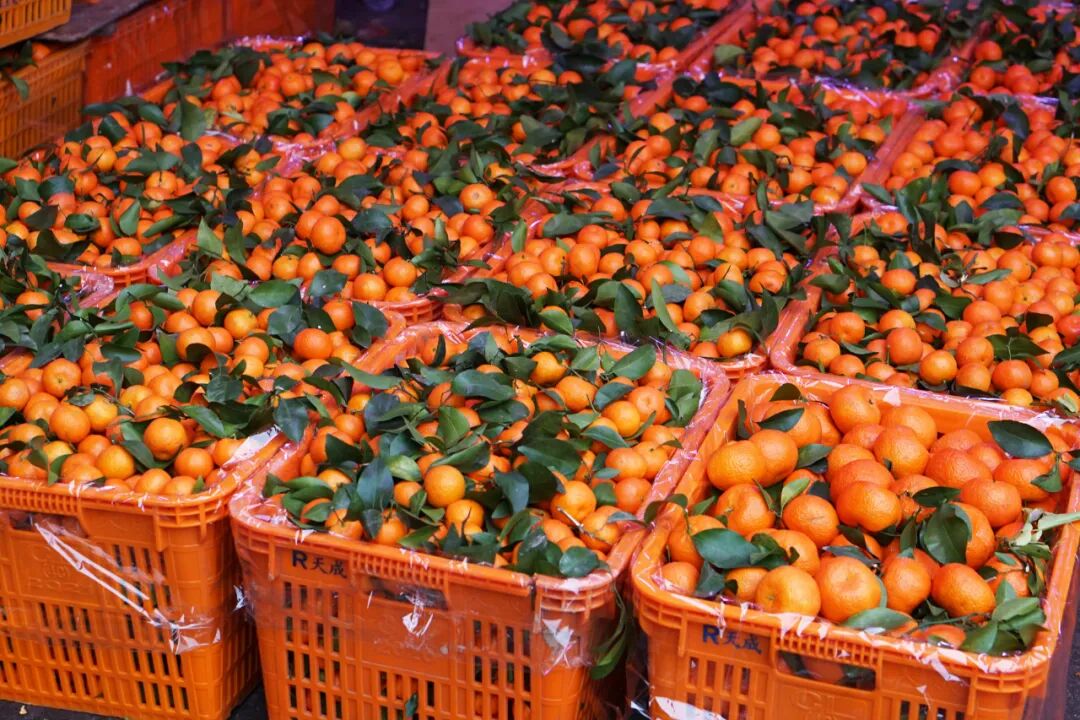 买苹果6s还是买苹果7_苹果6跟苹果6s买哪个好_金皮苹果在哪买