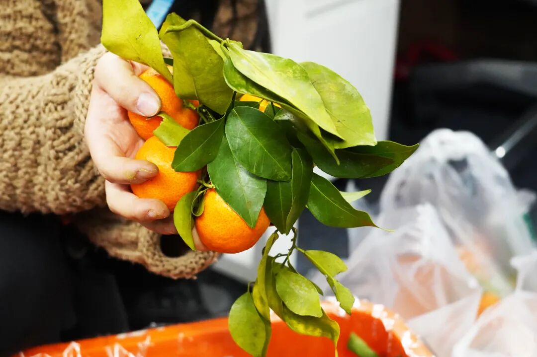 苹果6跟苹果6s买哪个好_买苹果6s还是买苹果7_金皮苹果在哪买