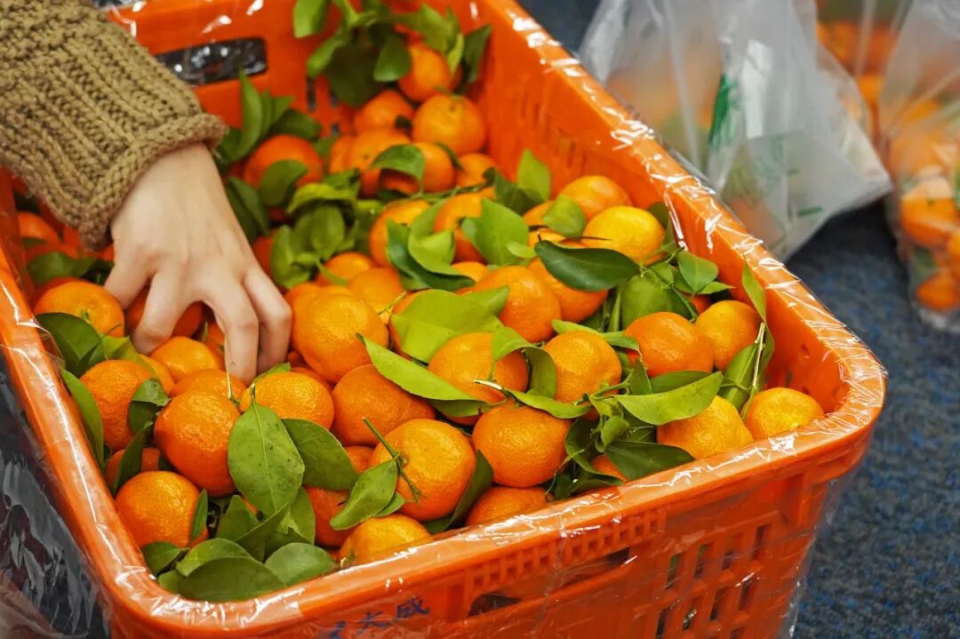 金皮苹果在哪买_苹果6跟苹果6s买哪个好_买苹果6s还是买苹果7