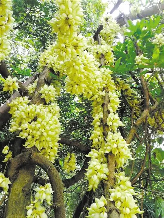 格桑花、禾雀花盛放，黃沙蜆上市……啊啊啊這才是江門春天的味道！ 旅遊 第9張