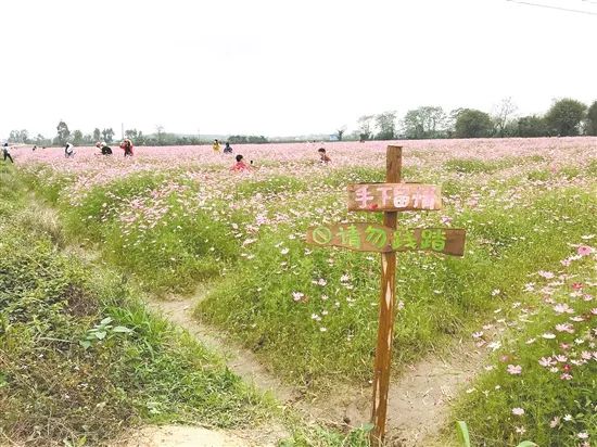 格桑花、禾雀花盛放，黃沙蜆上市……啊啊啊這才是江門春天的味道！ 旅遊 第3張