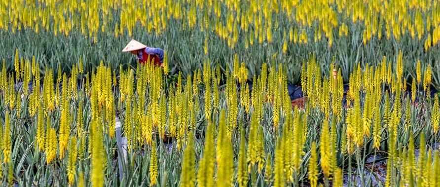 周末出发！江门乡村田园画卷，花海、美食、民宿都在等着你！