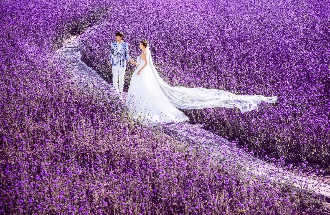 薰衣草的爱