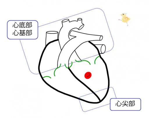 你还在相信心脏是心形的？其实心脏是个莫比乌斯环，研究者们大受震撼