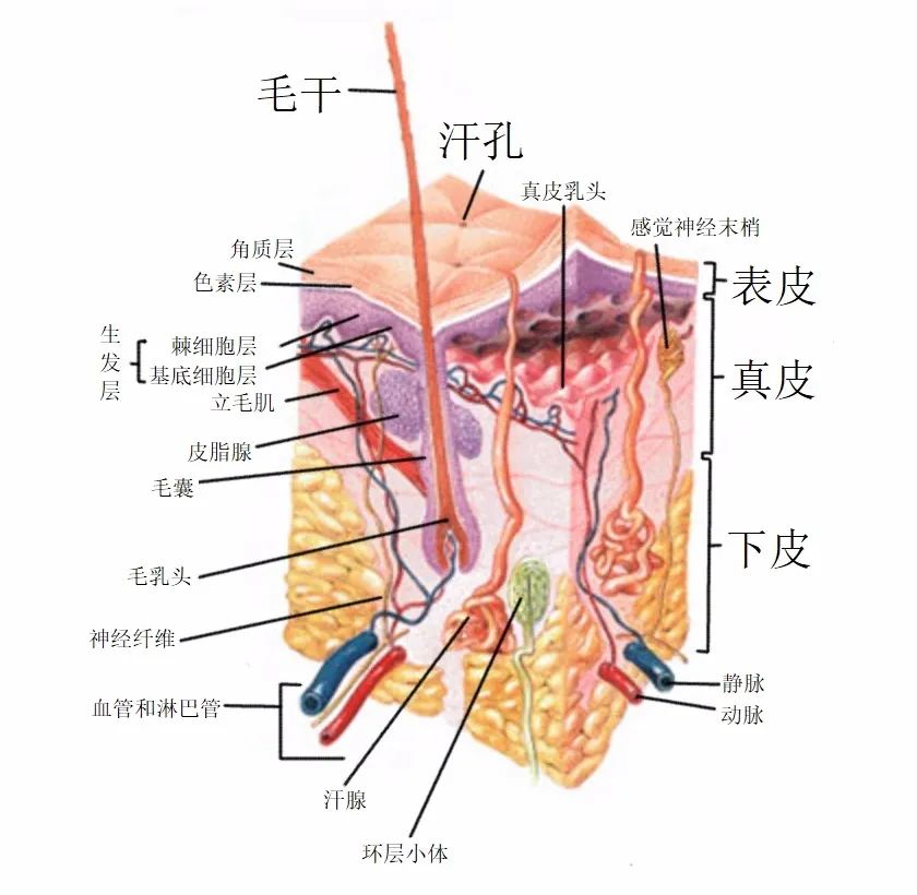 皮肤生理学与细胞图图片