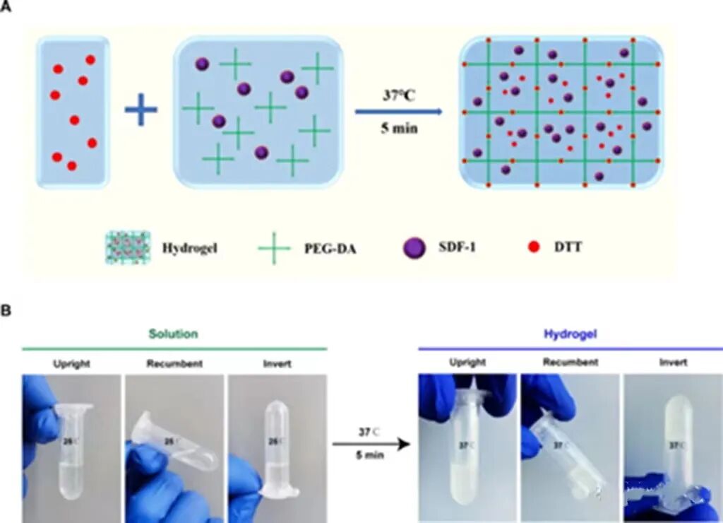 口腔敷料要怎么用医用敷料市场迎来快速发展期，一文汇总骨缺损、牙科、肌腱损伤等敷料领域的最新研究进展_https://www.jmylbn.com_新闻资讯_第21张