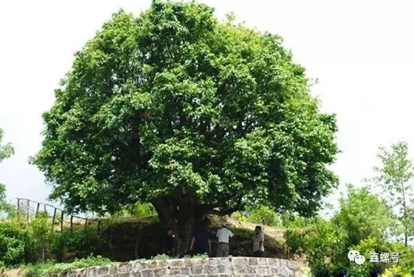 追寻普洱真味,探索大美临沧之第一站 滇红茶之乡凤庆!