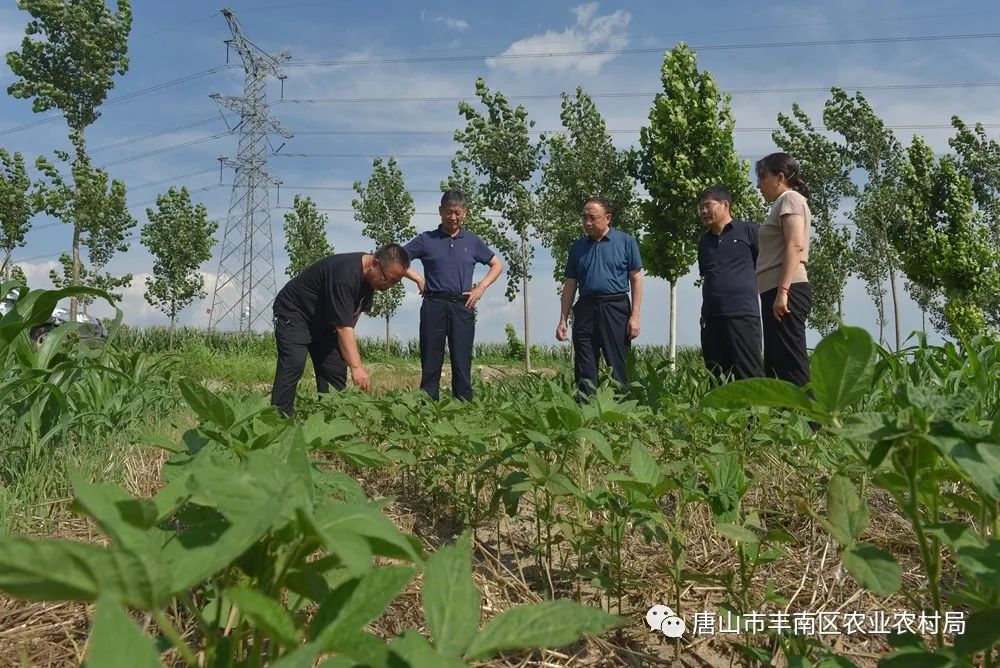 省農業農村廳領導來豐南區調研