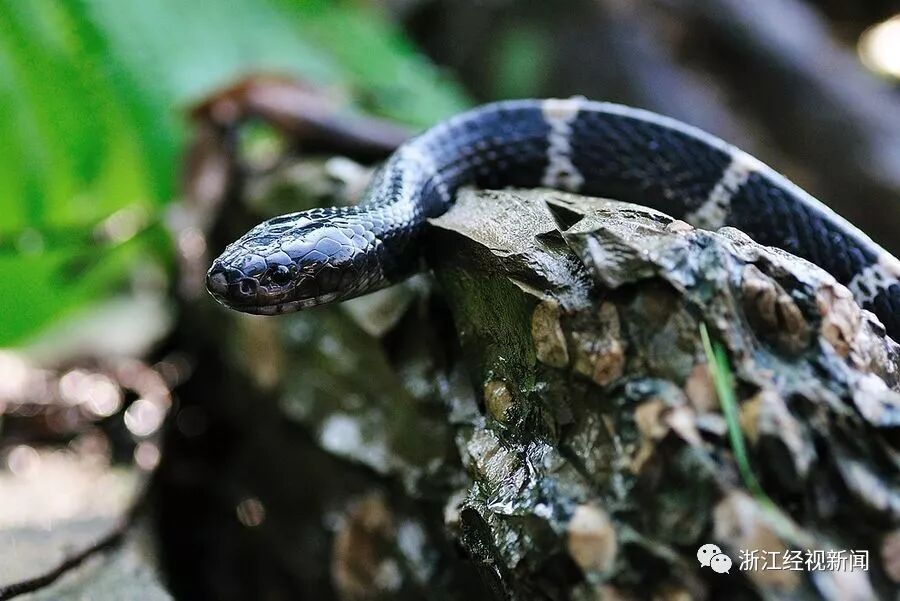 21岁女孩被网购银环蛇咬伤经抢救仍无自主呼吸被有毒动物咬伤后该怎么处置 浙江经视新闻 微信公众号文章